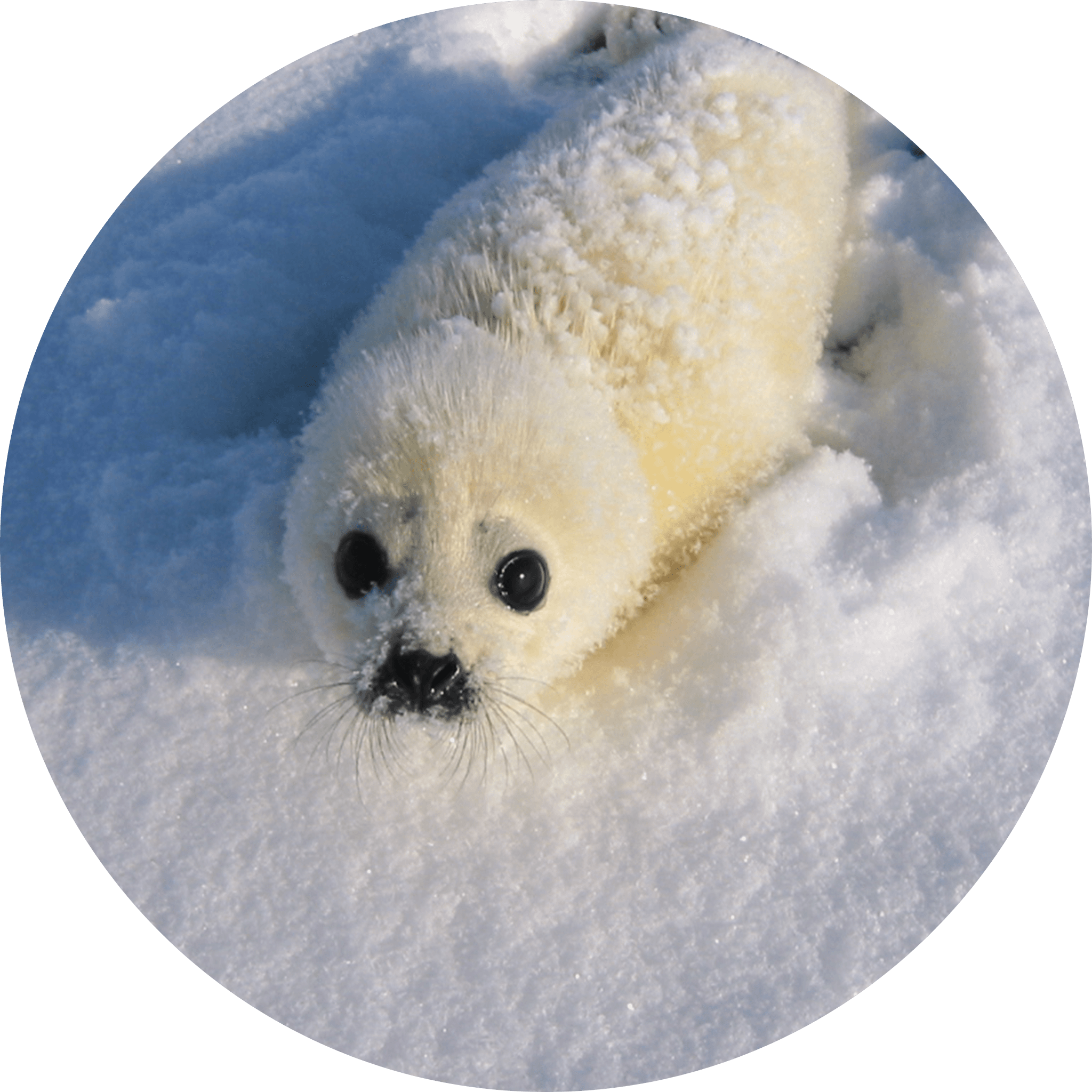 モデルはふわふわのタテゴトアザラシの赤ちゃん。